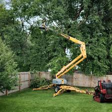 Hilmar Irwin, CA Tree Removal Company