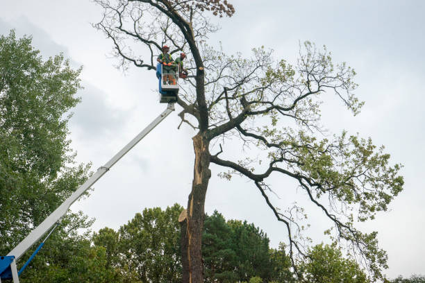 How Our Tree Care Process Works  in  Hilmar Irwin, CA